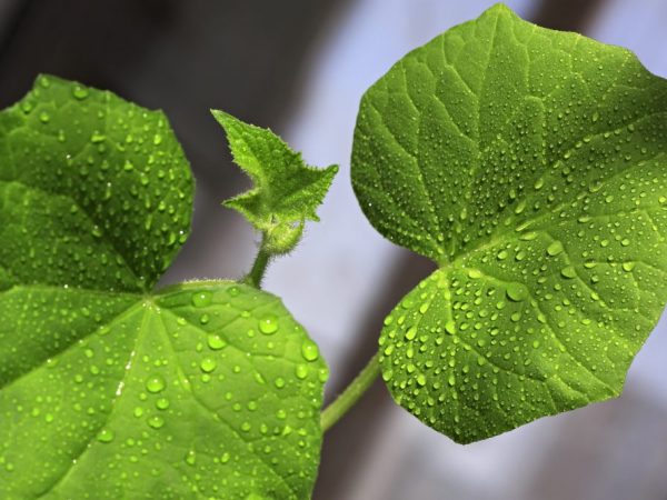 Mas mahusay na pakainin ang mga pipino sa umaga.