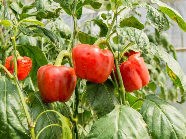 Posibleng lumalagong posible sa isang greenhouse at sa bukas na bukid