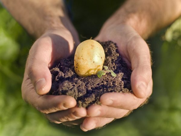 Bonnes pommes de terre dans un sol fertilisé