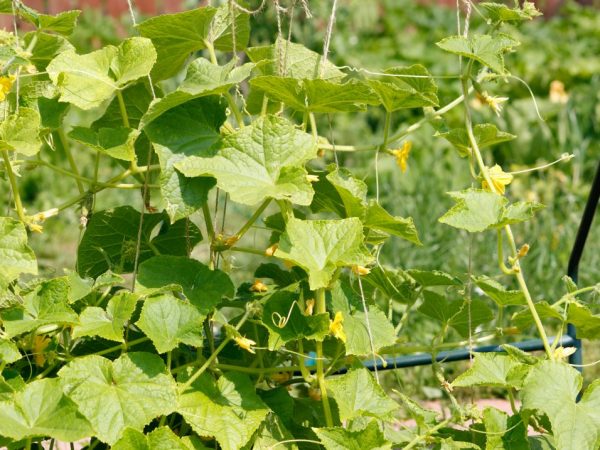 Les plantes vous diront ce qui leur manque