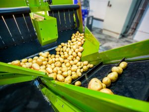 Ang prinsipyo ng pagpapatakbo ng nagtatanim ng patatas para sa Neva walk-behind tractor