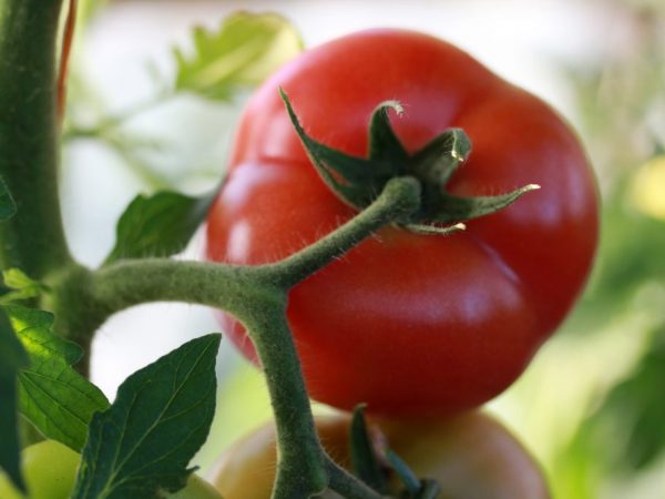 Paglalarawan ng Kibo tomato