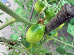 Nakikipaglaban sa Colorado Potato Beetle sa Mga Kamatis