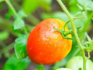 Caractéristiques des tomates de la variété Korolevich