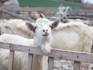 Pag-aanak ng kambing bilang isang kumikitang negosyo