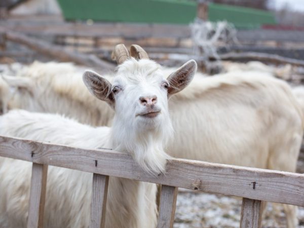 Pag-aanak ng kambing bilang isang kumikitang negosyo