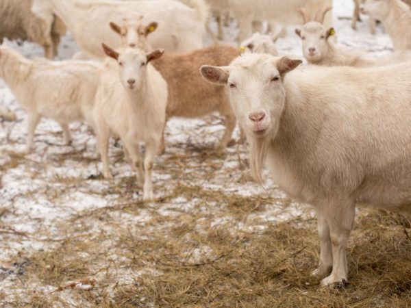 Kailangan ng pangangalaga ang mga kambing