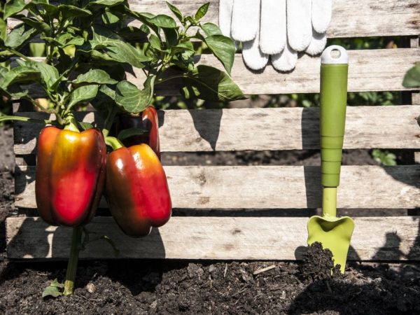 Paglalarawan ng Pepper Red Shovel