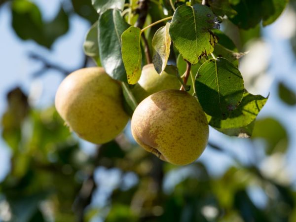 Paglalarawan ng Krasulia pear