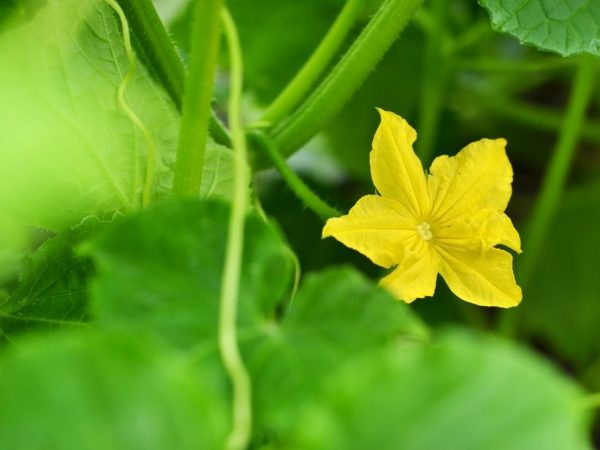 La plante a besoin de la lumière du soleil