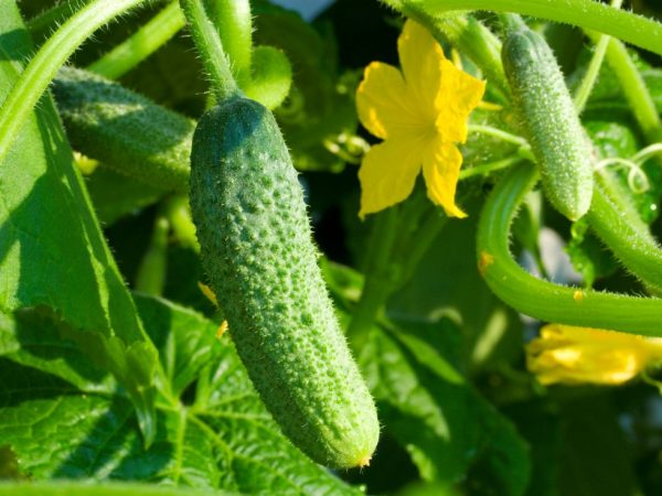 Offrez-vous des cornichons précoces