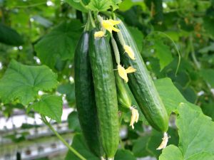 Listahan ng mga pinakamahusay na varieties ng pipino para sa iba't ibang mga lugar