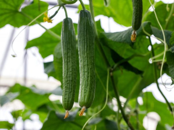 Paglalarawan ng pinakamahusay na mga pagkakaiba-iba ng mga pipino para sa mga greenhouse