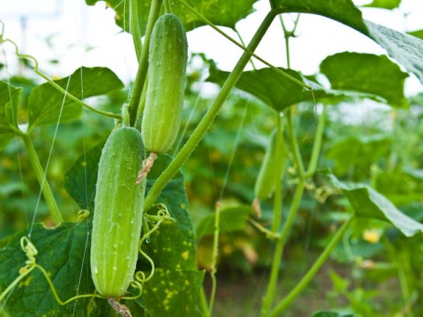 Les fruits sont idéaux pour faire des salades