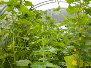 Angkop na mga pagkakaiba-iba ng pipino para sa isang polycarbonate greenhouse