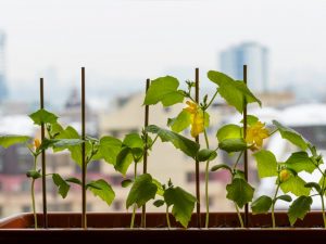 Mga tanyag na barayti ng mga pipino para sa lumalagong sa windowsill