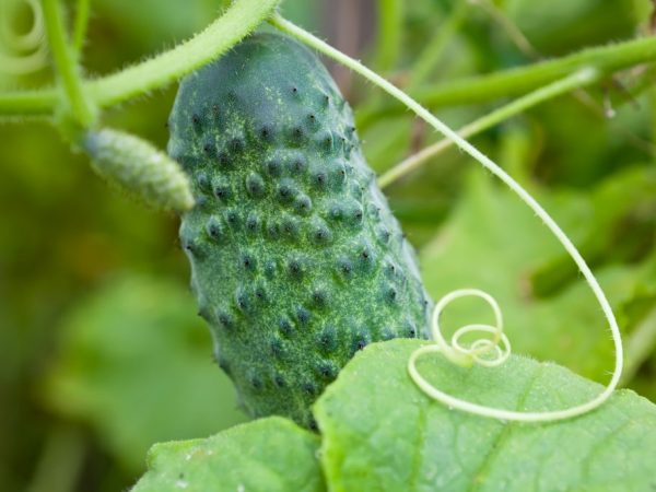 Les premiers concombres sont récoltés en mai