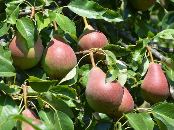 Paglalarawan ng pear Favorite Klapp