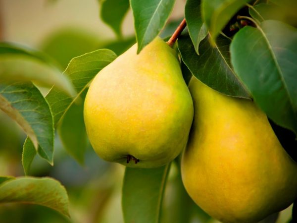 Mga katangian ng honey variety pear