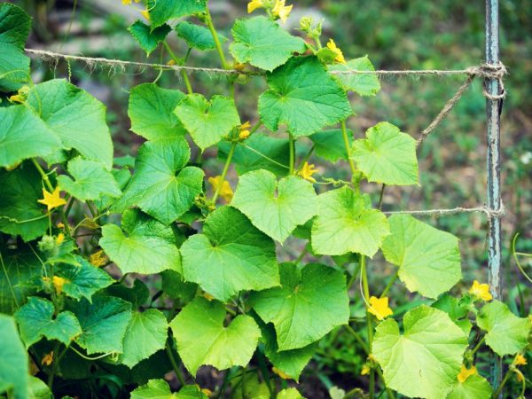 Une plante forte peut pousser à partir de graines de qualité