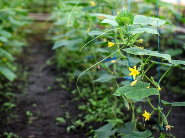 Le soin des plantes ne sera pas un problème