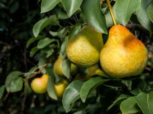 Paglalarawan ng pear varieties Marble