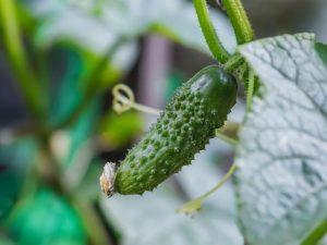 Mga Katangian ng Murashka cucumber