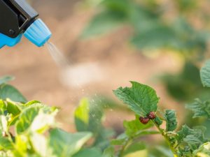 Tar mula sa Colorado potato beetle