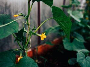 Ang pagiging epektibo ng phytoverm para sa mga pipino