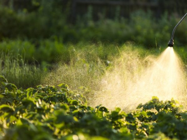 Transformation des pommes de terre à partir de coléoptères