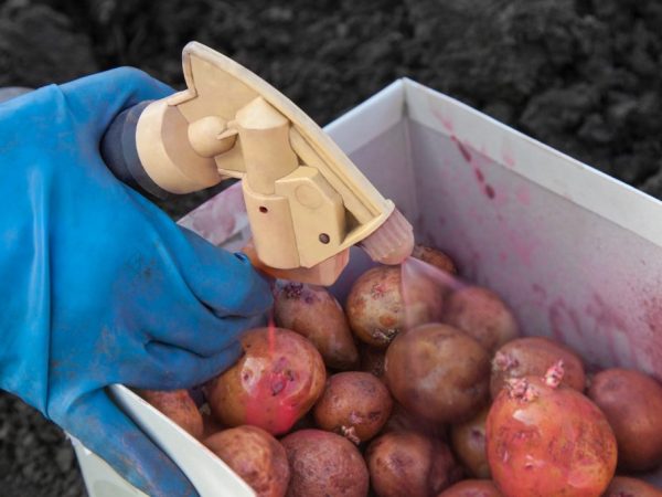 Les tubercules doivent être préparés