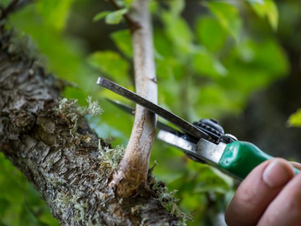 Ang pruning ay magpapasariwa sa puno