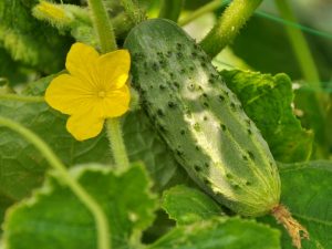 Mga Katangian ng Mga cucumber ng pugita