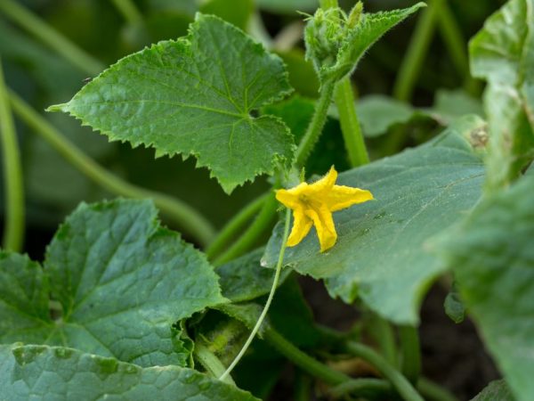 La plante a besoin de fertilisation