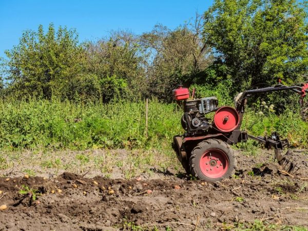 Hilling des pommes de terre avec un tracteur