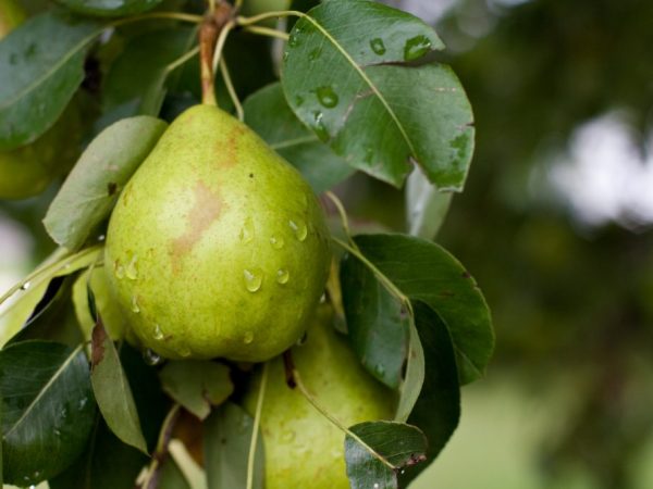 A körte mérsékelt öntözést igényel