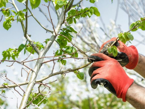 Para sa mabisang prutas, ang puno ay nangangailangan ng napapanahong pagtutubig, mahusay na pagpapabunga at tamang pruning.