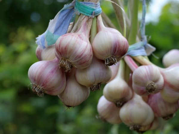 Pagtanim ng bawang ng taglamig