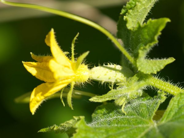 Les concombres peuvent être divisés en fonction de leurs dates de maturation