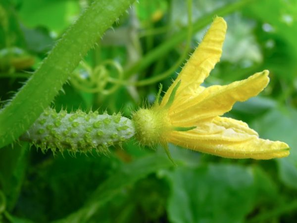 Les variétés peuvent être cultivées de deux manières