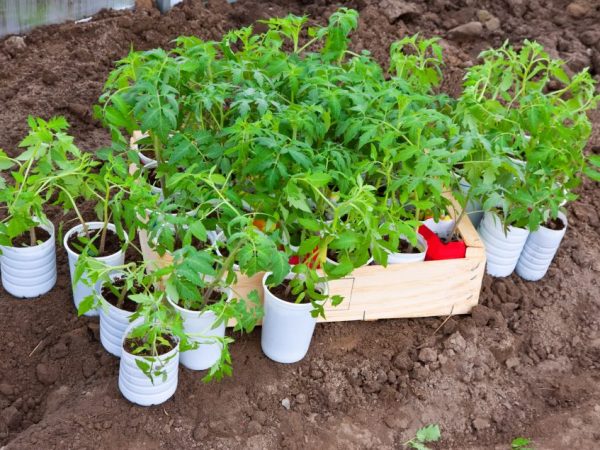 Mga panuntunan sa paglipat ng seedling ng kamatis