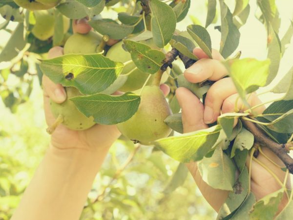 Upang makakuha ng isang mahusay na ani ng Crimean Honey Pear, dapat mong sundin ang mga patakaran ng pagtatanim at pangangalaga