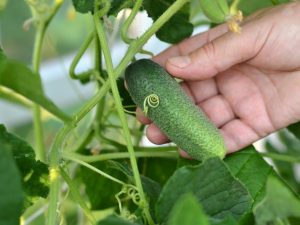 Mga katangian ng hybrid cucumber Picnic