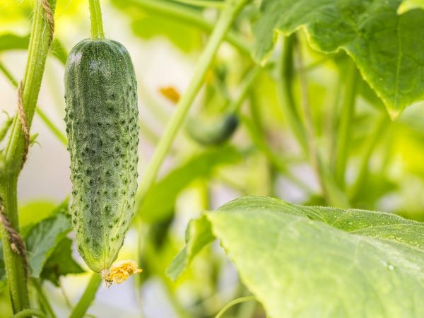 Faute de fer, la plante a besoin de se nourrir ses racines avec du sulfate de fer.