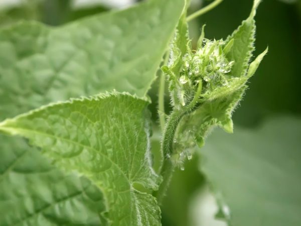 Causes de la pâleur des feuilles chez les concombres