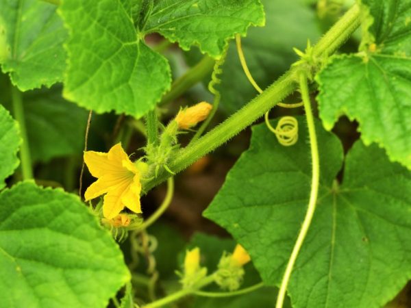 Gardez un œil sur les plantes