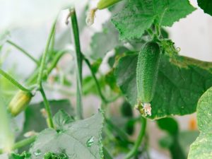 Mga kadahilanan para sa pagtigil sa paglaki at pagbubunga ng mga pipino