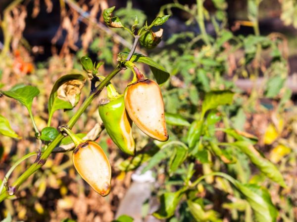 Ang mga bulaklak ay nahuhulog at ang mga peppers ay naging itim