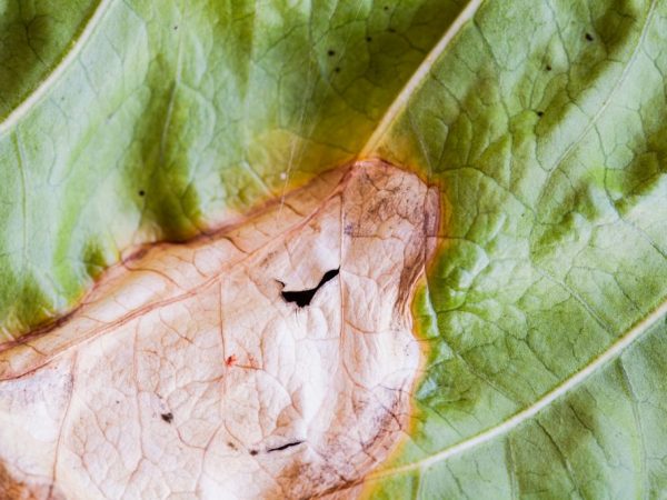 Causes of drying cucumbers