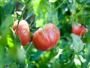 Ang mga kamatis ay pumutok sa isang palumpong sa isang greenhouse